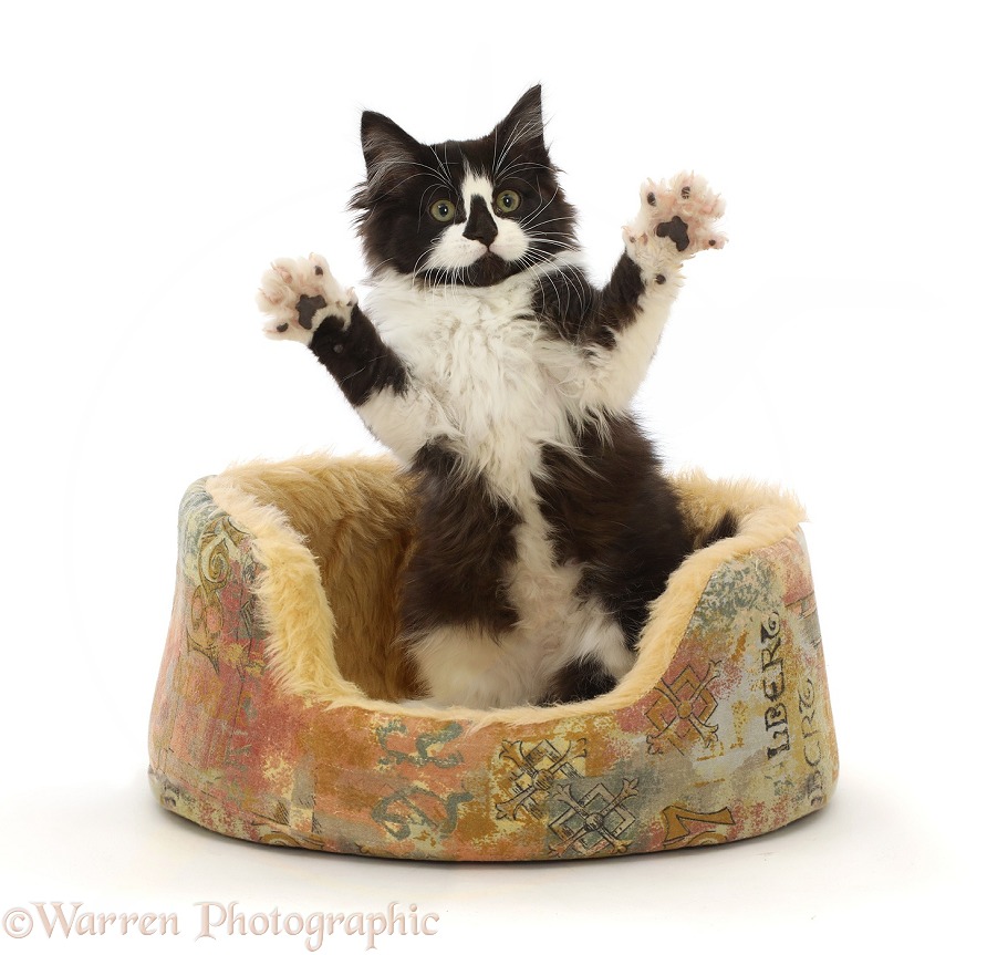 Black-and-white kitten in basket, jumping up with spread paws, white background