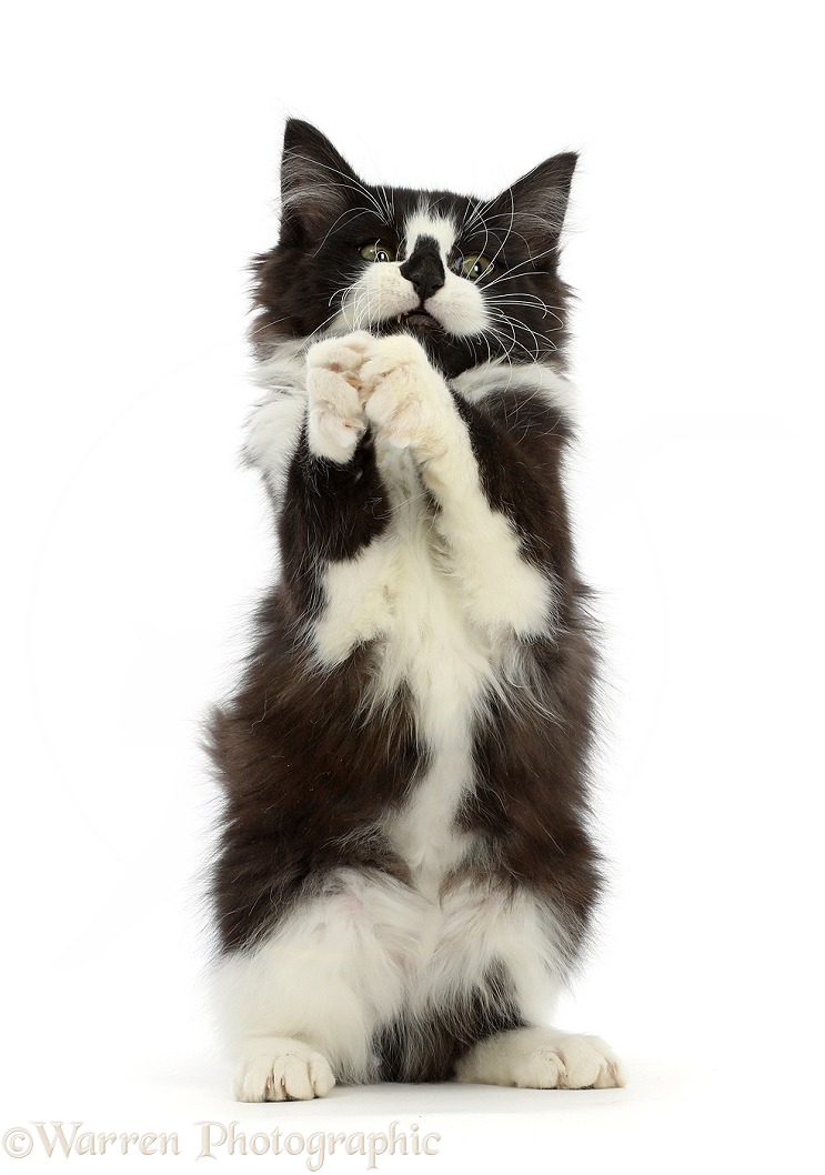 Black-and-white kitten clasping paws in a begging manner, white background