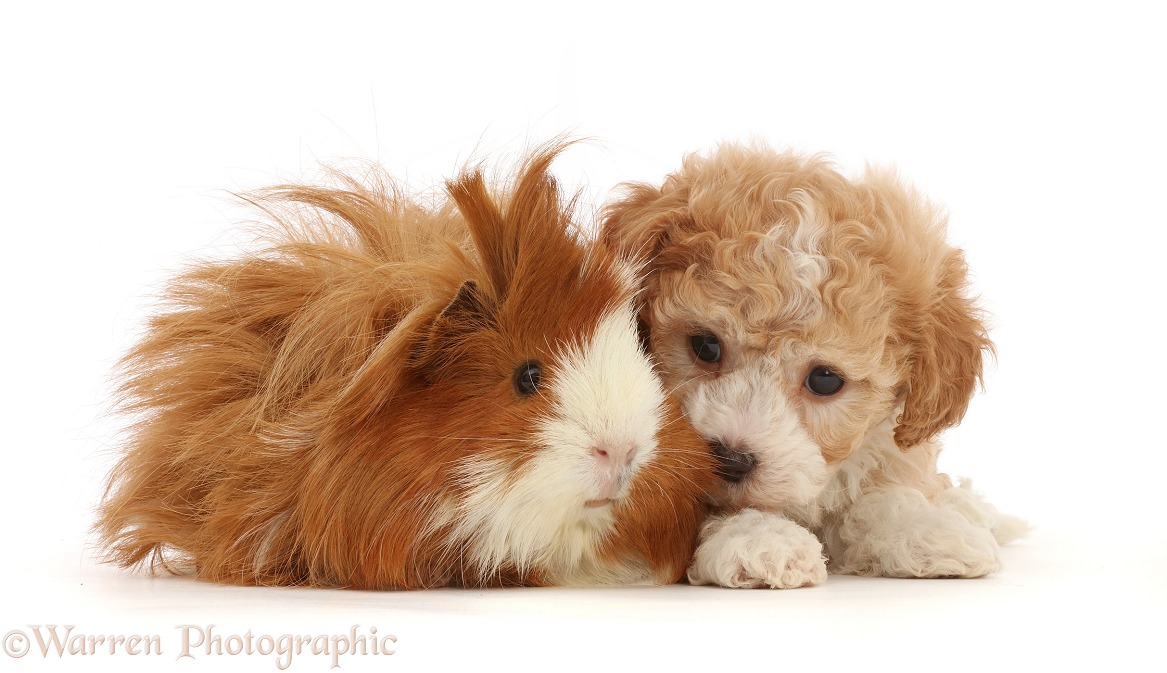 Cavapoochon puppy, 6 weeks old, and Guinea pig, white background
