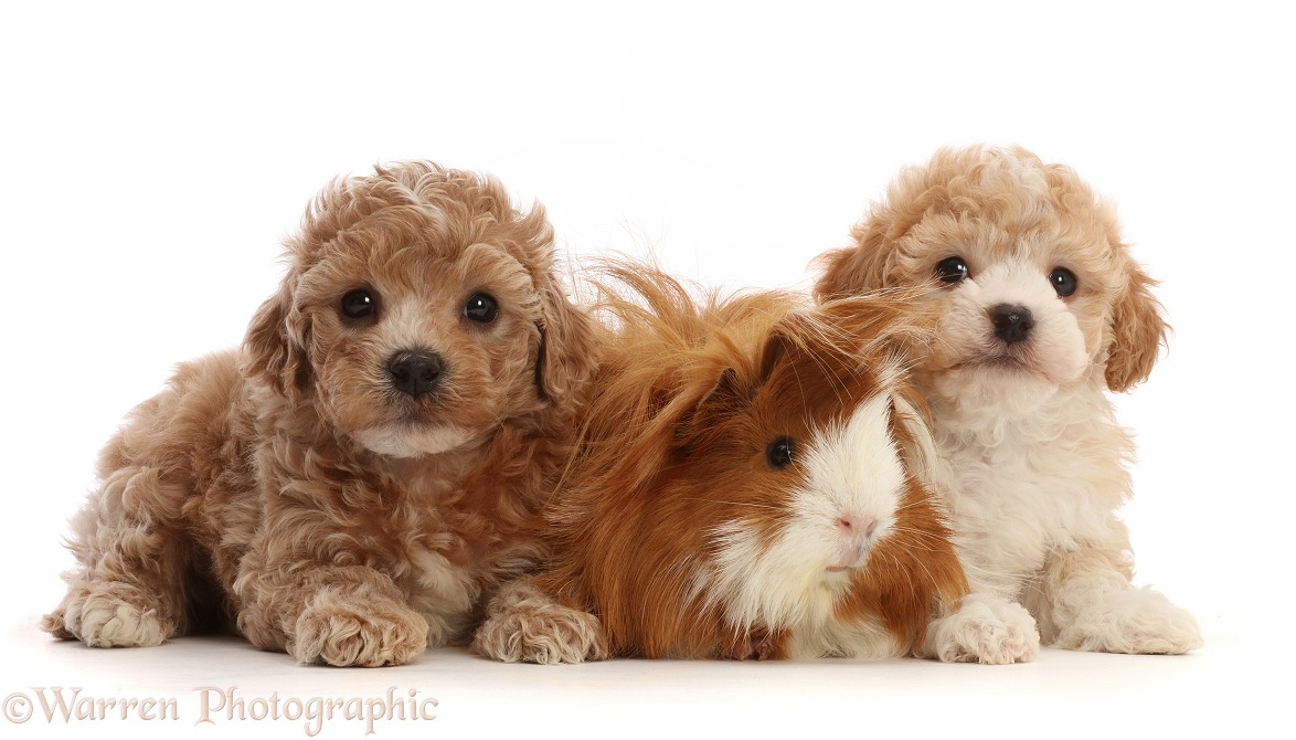 Cavapoochon puppies, 6 weeks old, and Guinea pig, white background