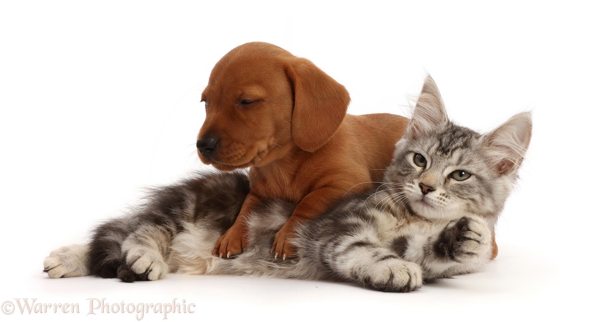 Silver tabby kitten, Freya, 11 weeks old, with red Dachshund puppy, 6 weeks old, white background