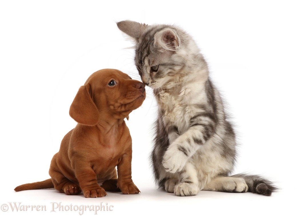 Silver tabby kitten, Freya, 11 weeks old, nose-to-nose with red Dachshund puppy, 6 weeks old, white background