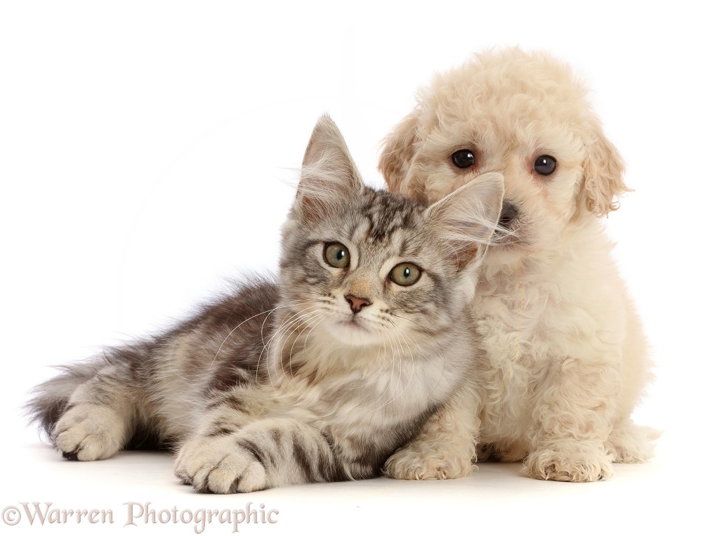 Silver tabby kitten, Freya, 12 weeks old, and Cavapoochon puppy, 6 weeks old, white background