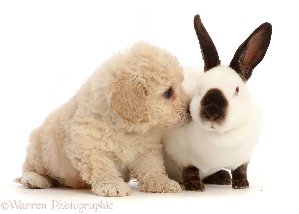 Cavapoochon puppy, 6 weeks old, and Sable-point rabbit, white background