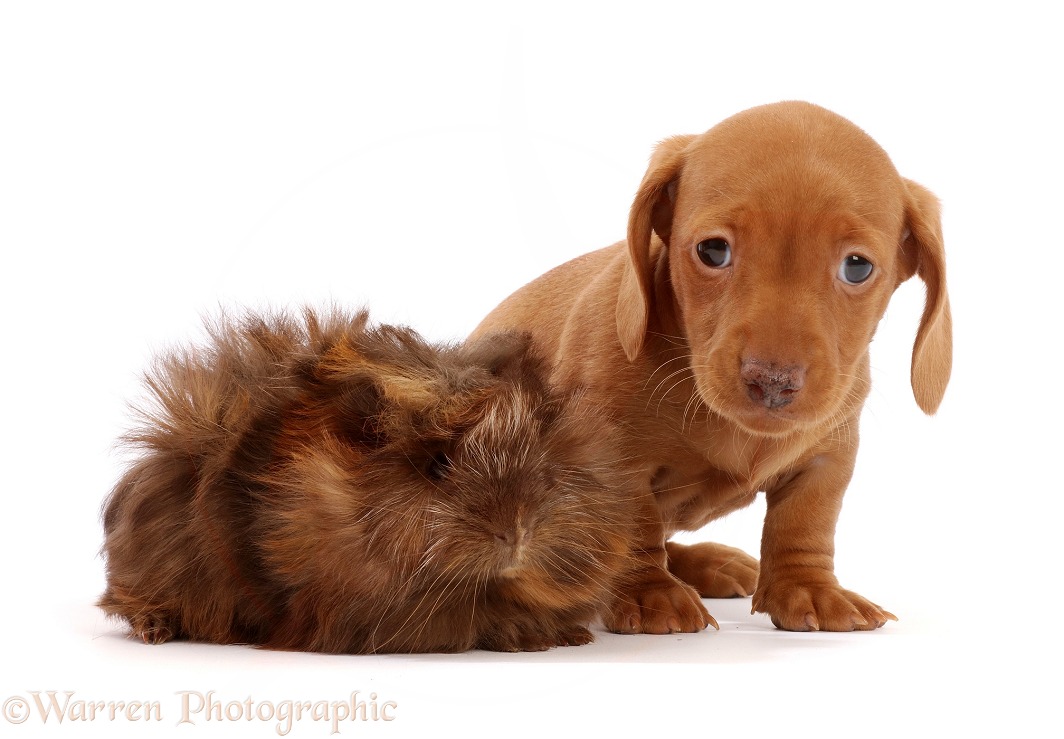Red Dachshund puppy, 6 weeks old, and Guinea pig, white background