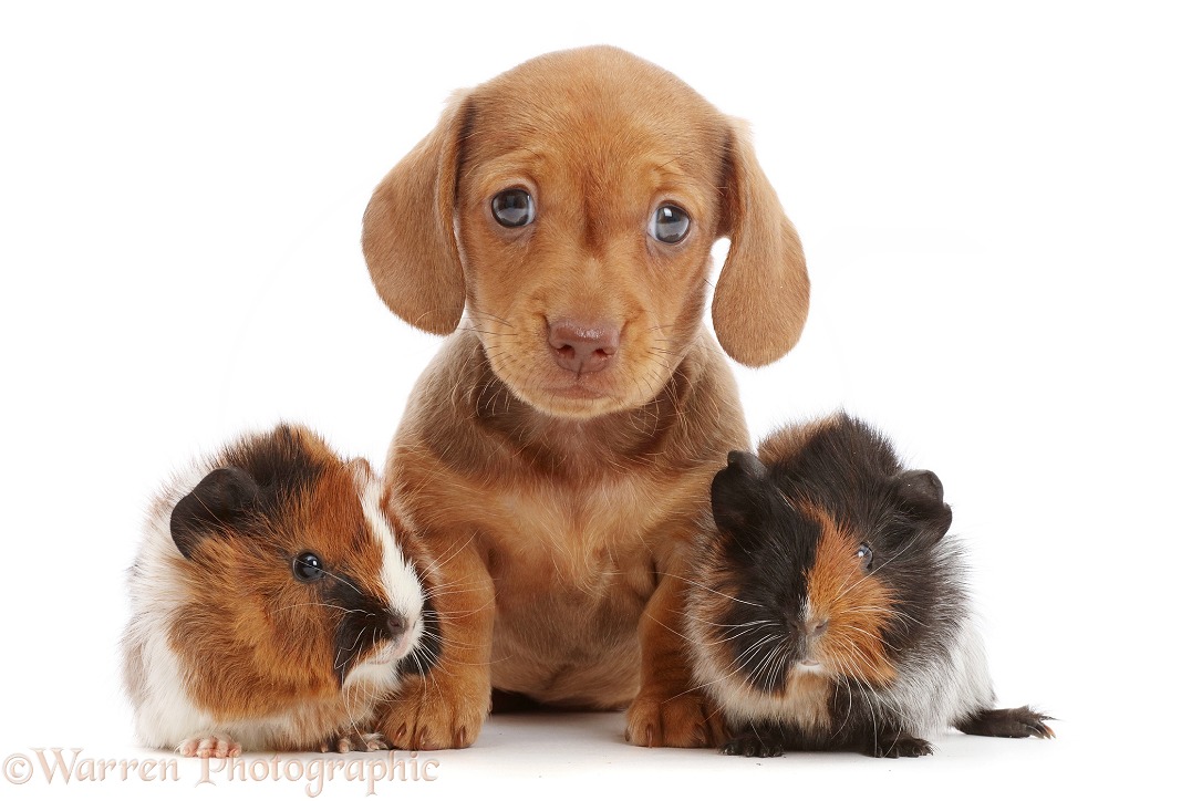 Red Dachshund puppy and Guinea pigs, white background