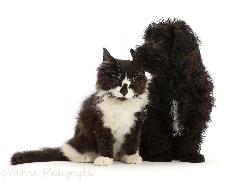 Black Poodle-cross puppy with black-and-white kitten, white background