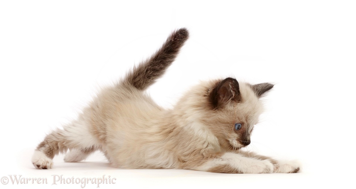 Playful Ragdoll-cross kitten, 6 weeks old, white background