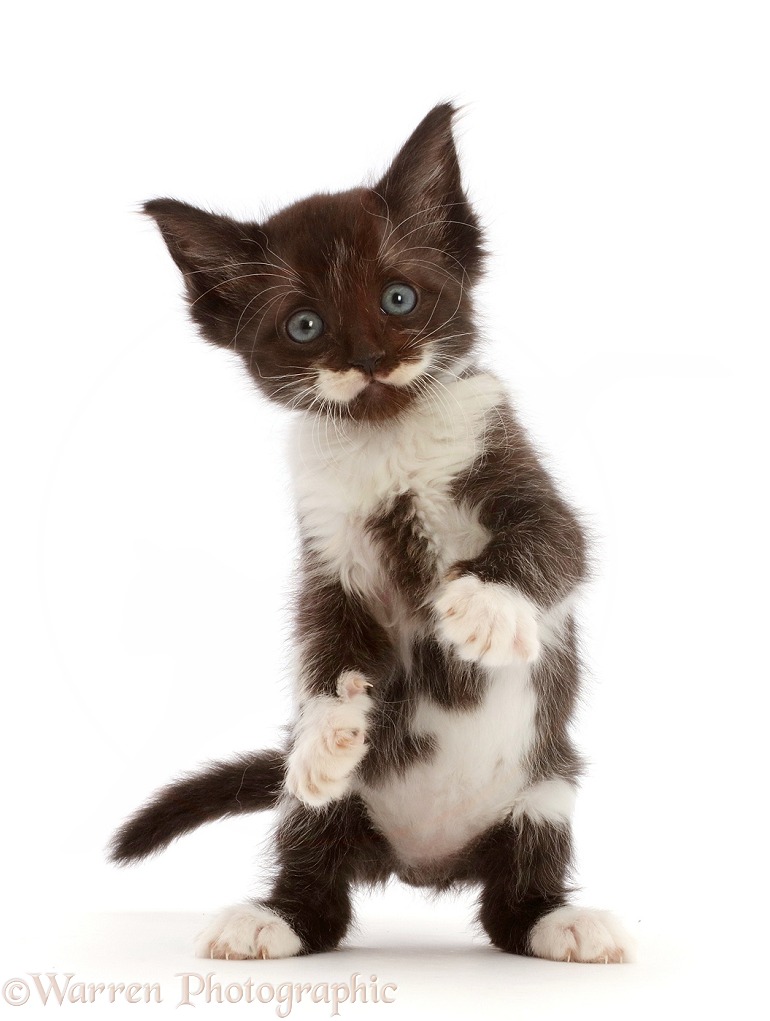 Black-and-white kitten, 6 weeks old, white background