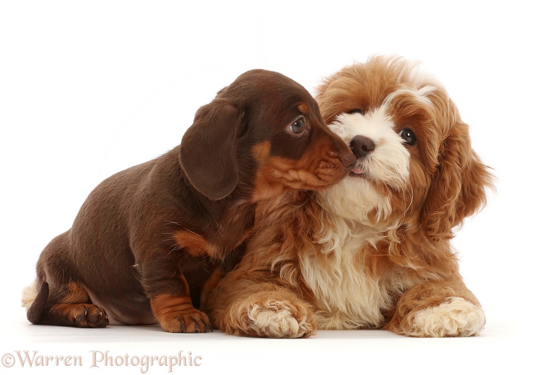 Chocolate Dachshund puppy with Cavapoo puppy, white background
