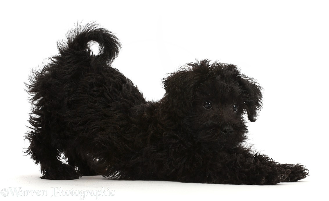 Black Poodle-cross puppy in play-bow, white background