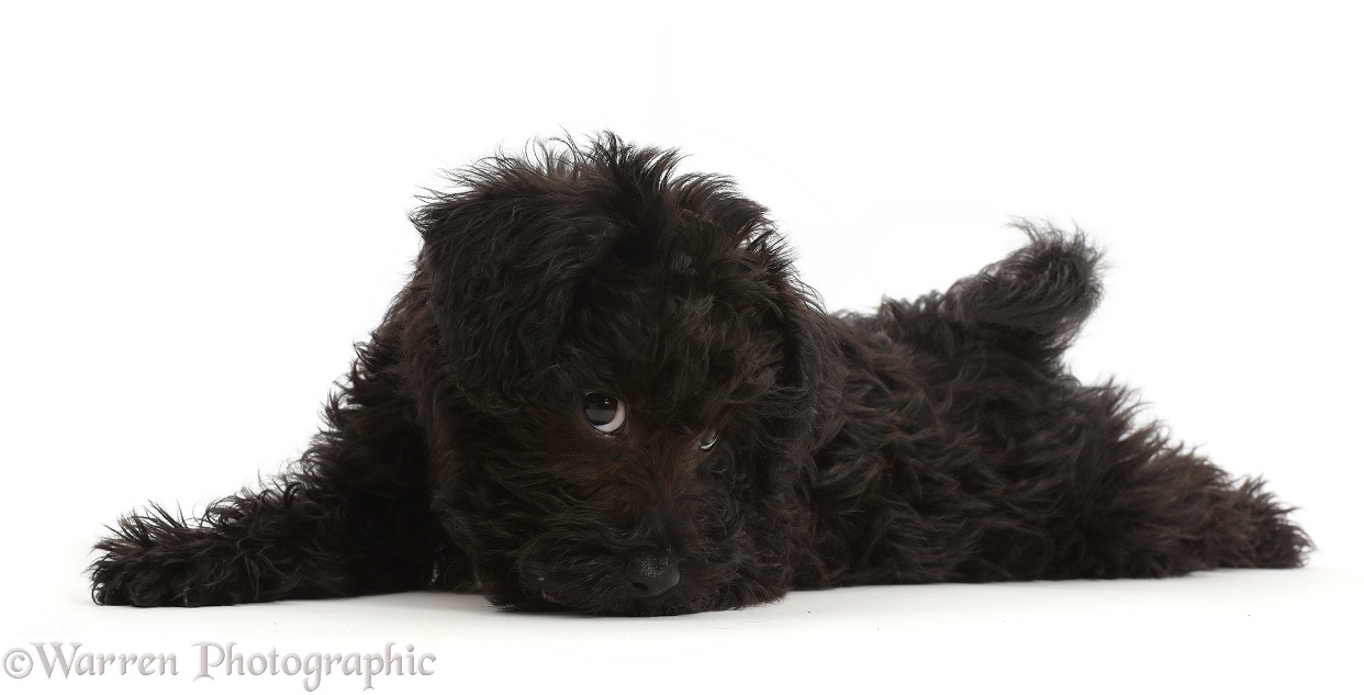 Black Poodle-cross puppy lying spread out, cheeky face, white background