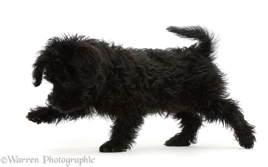 Black Poodle-cross puppy walking across, white background