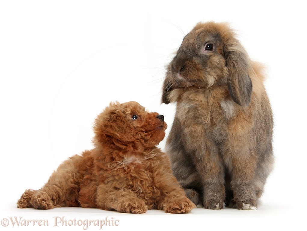 Cute red Toy Poodle puppy and Lionhead Lop rabbit, Dibdab, white background