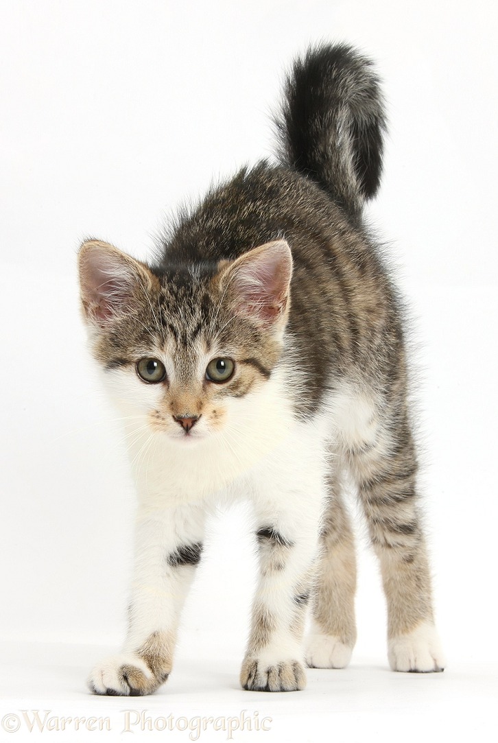 Tabby-and-white kitten stretching with arched back, white background