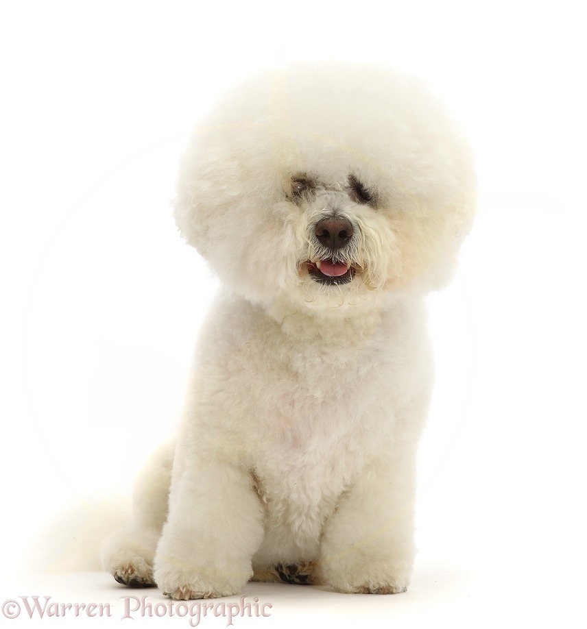 Bichon Frise dog, Beau, white background