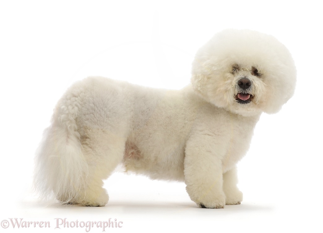 Bichon Frise dog, Beau, standing, white background