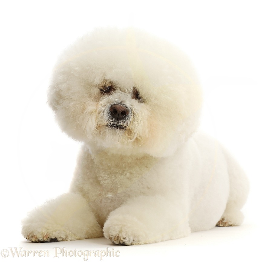 Bichon Frise dog, Beau, white background