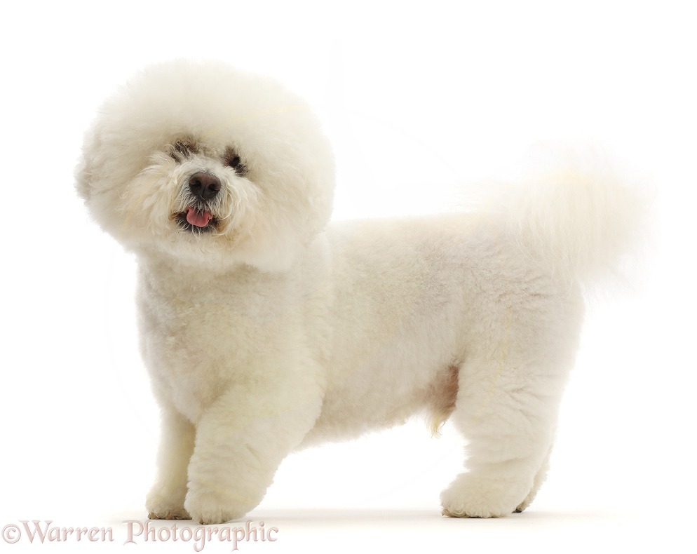 Bichon Frise dog, Beau, standing, white background