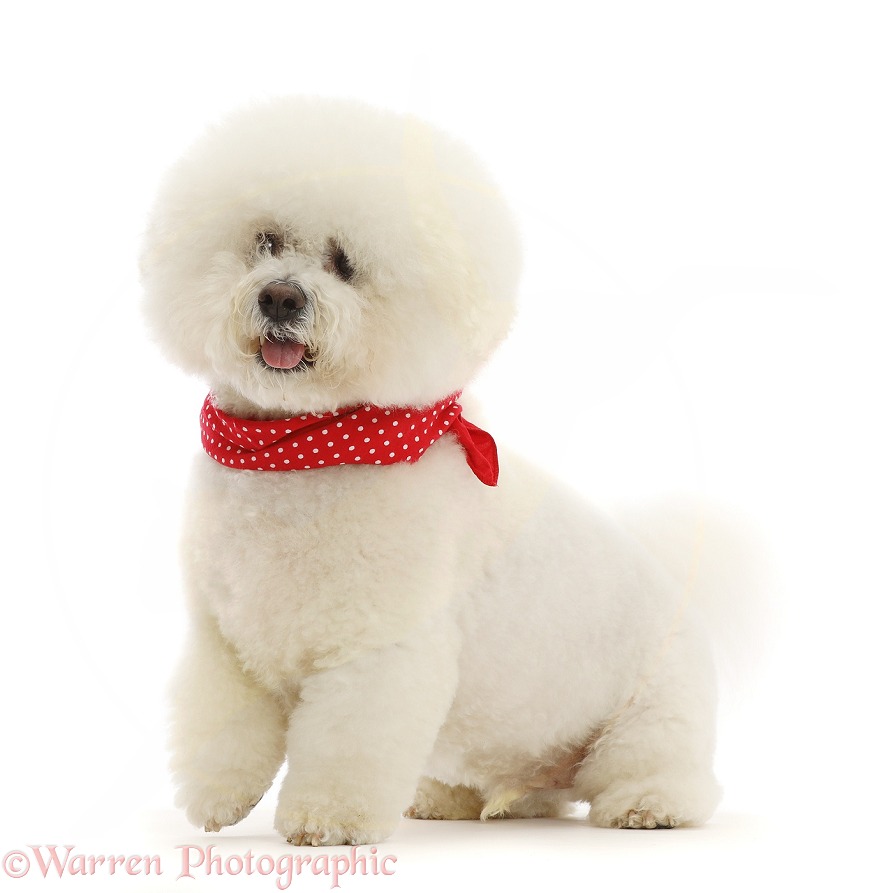 Bichon Frise dog, Beau, wearing a red bandanna, white background