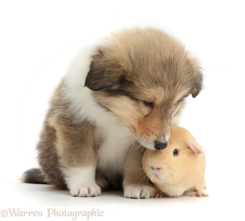 Sable Rough Collie puppy and yellow Guinea pig, white background