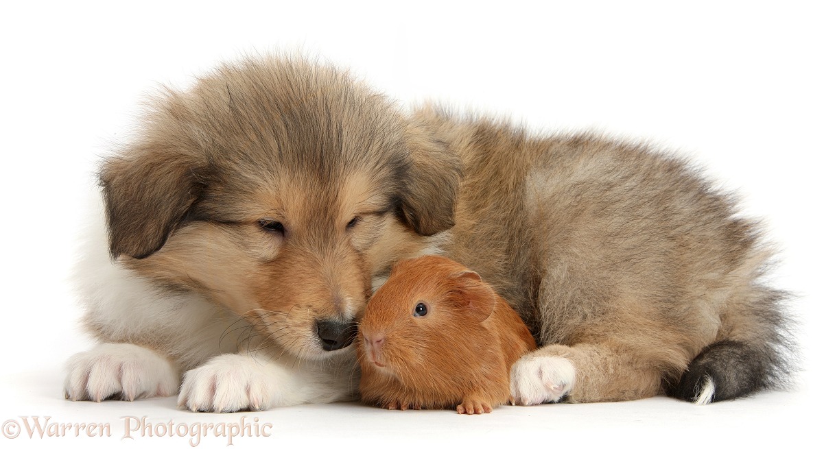 Sable Rough Collie puppy and baby red Guinea pig, white background