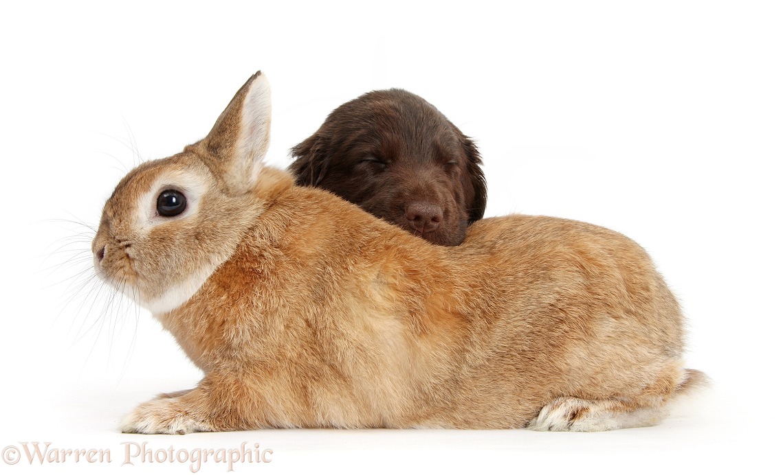 Liver Flatcoated Retriever puppy, 6 weeks old, falling asleep on Netherland Dwarf-cross rabbit, Peter, white background