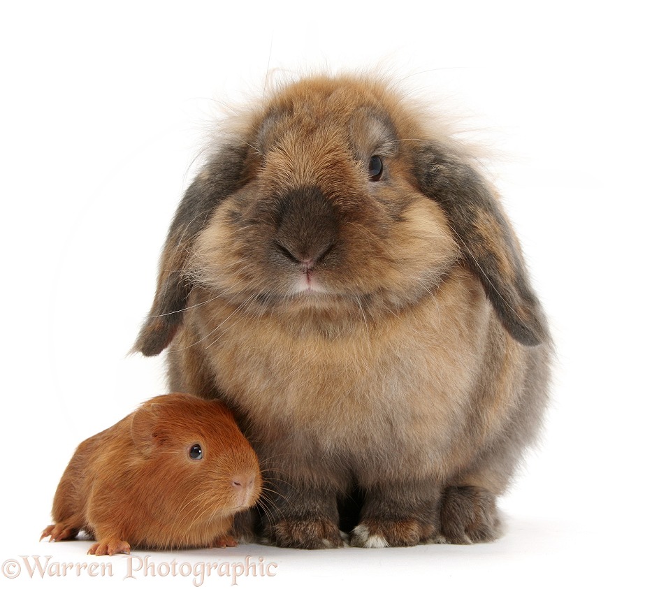 Baby red Guinea pig and Lionhead Lop rabbit, Dibdab, white background