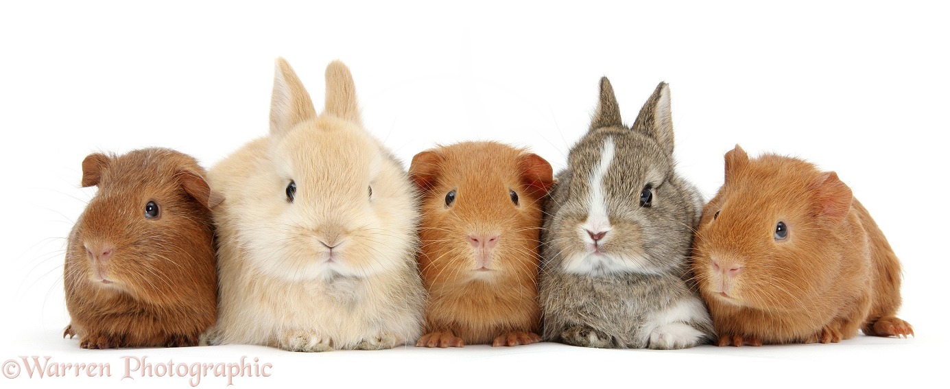 Two baby bunnies with three baby red Guinea pigs in a row, white background
