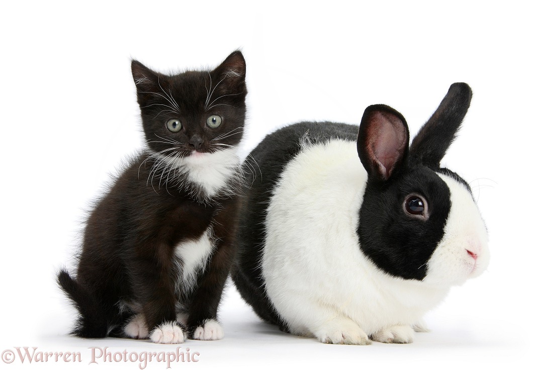 Black-and-white tuxedo kitten with black-and-white rabbit, white background