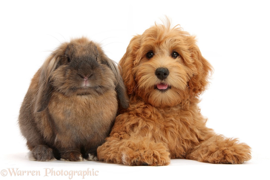 Cute red toy Goldendoodle puppy, Flicker, 12 weeks old, lying with Lionhead Lop rabbit, Dibdab, white background
