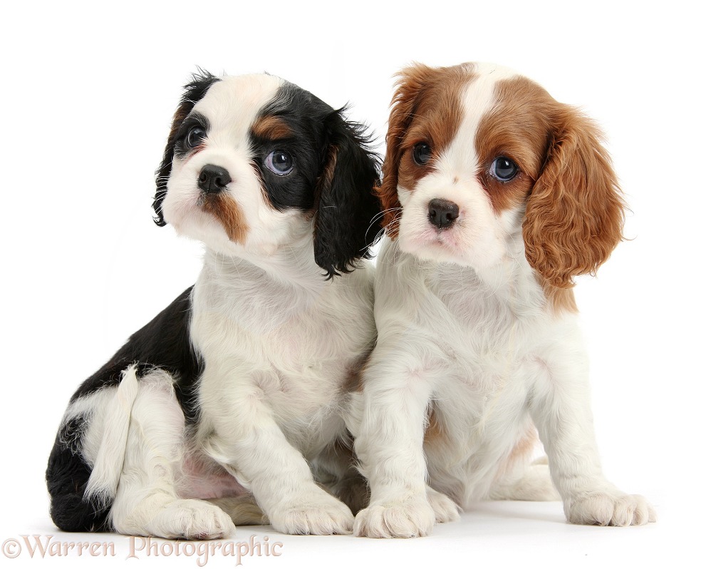 Tricolour and Blenheim Cavalier King Charles Spaniel puppies, white background
