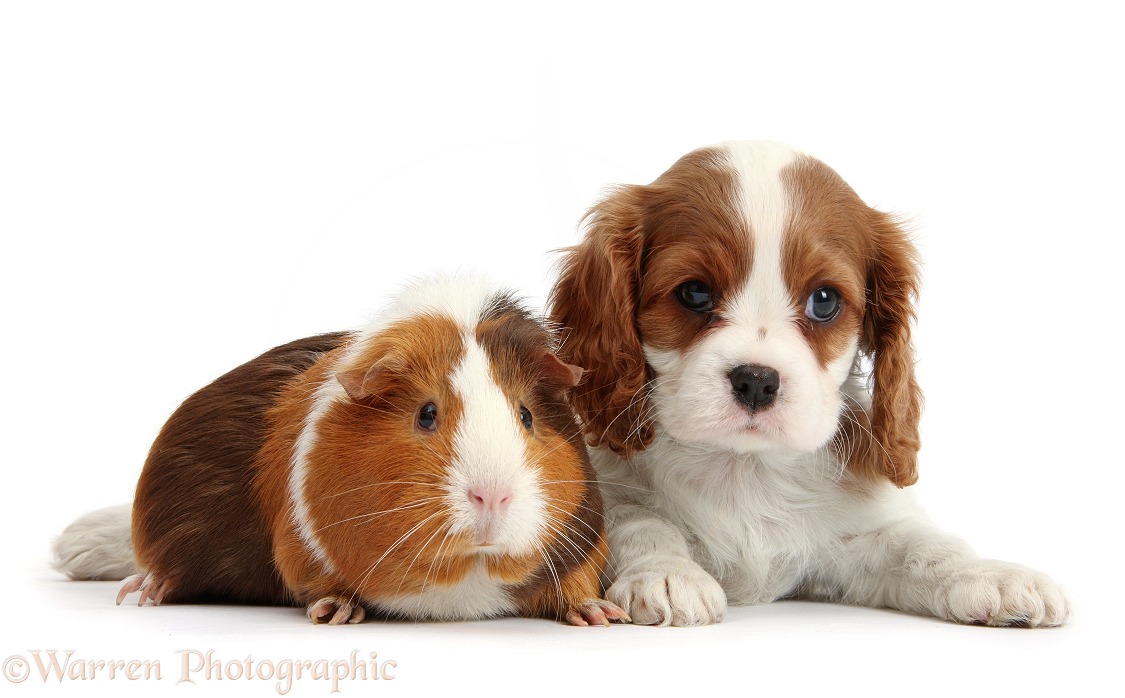Blenheim Cavalier King Charles Spaniel puppy and tricolour Guinea pig, white background