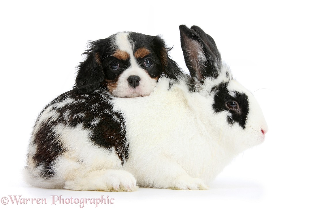 Tricolour Cavalier King Charles Spaniel puppy with black-and-white rabbit, Bandit, white background