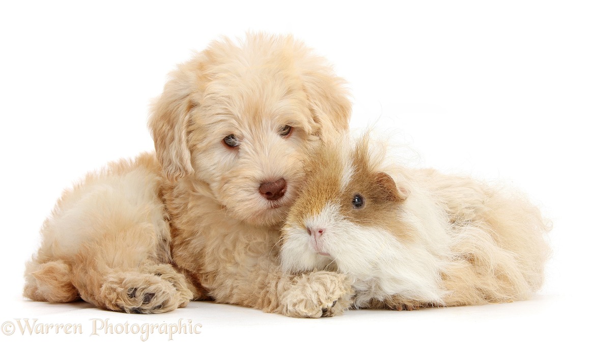 Cute Toy Goldendoodle puppy and Guinea pig, white background