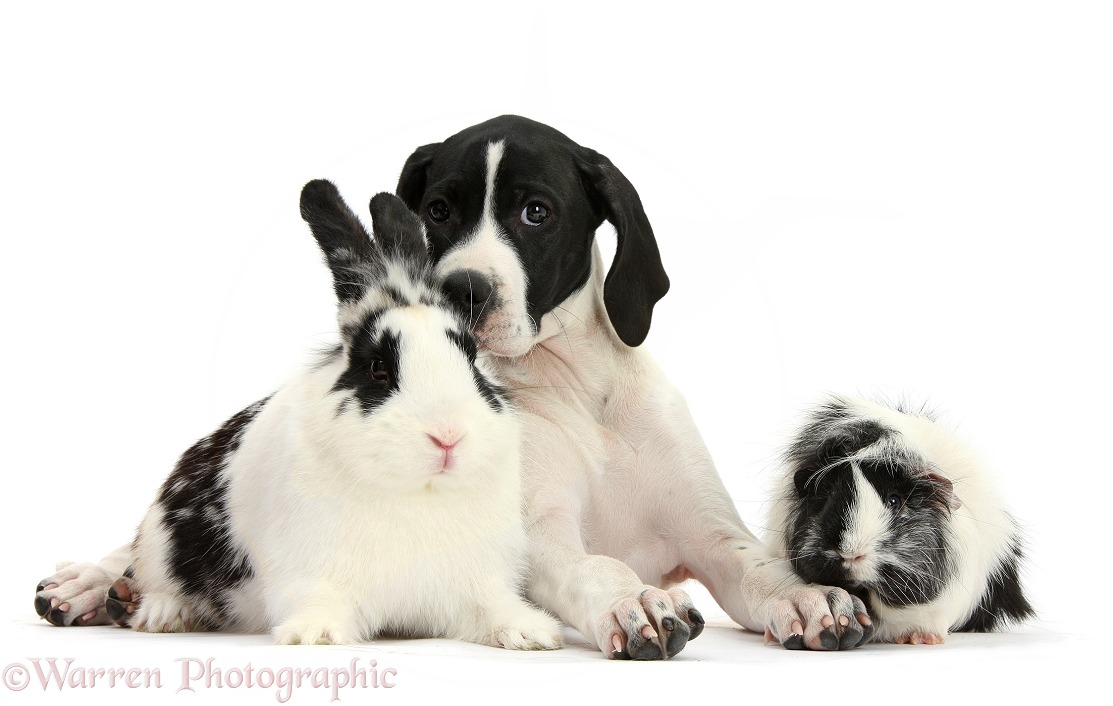 English Pointer puppy, Isla, 10 weeks old, with black-and-white rabbit, Bandit, and Guinea pig, white background