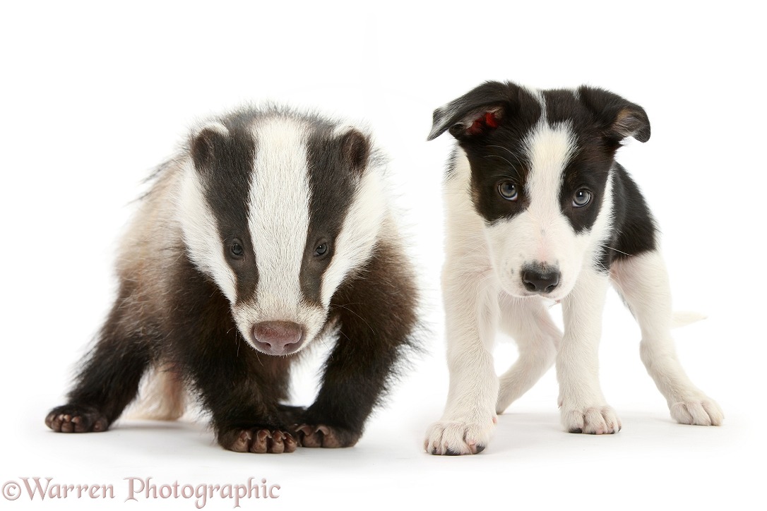 Black-and-white Border Collie pup and Badger (Meles meles), white background