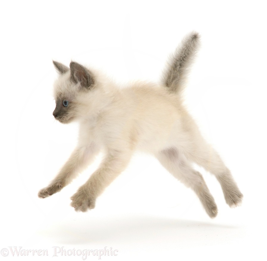 Blue-point Birman-cross kitten pouncing across, white background