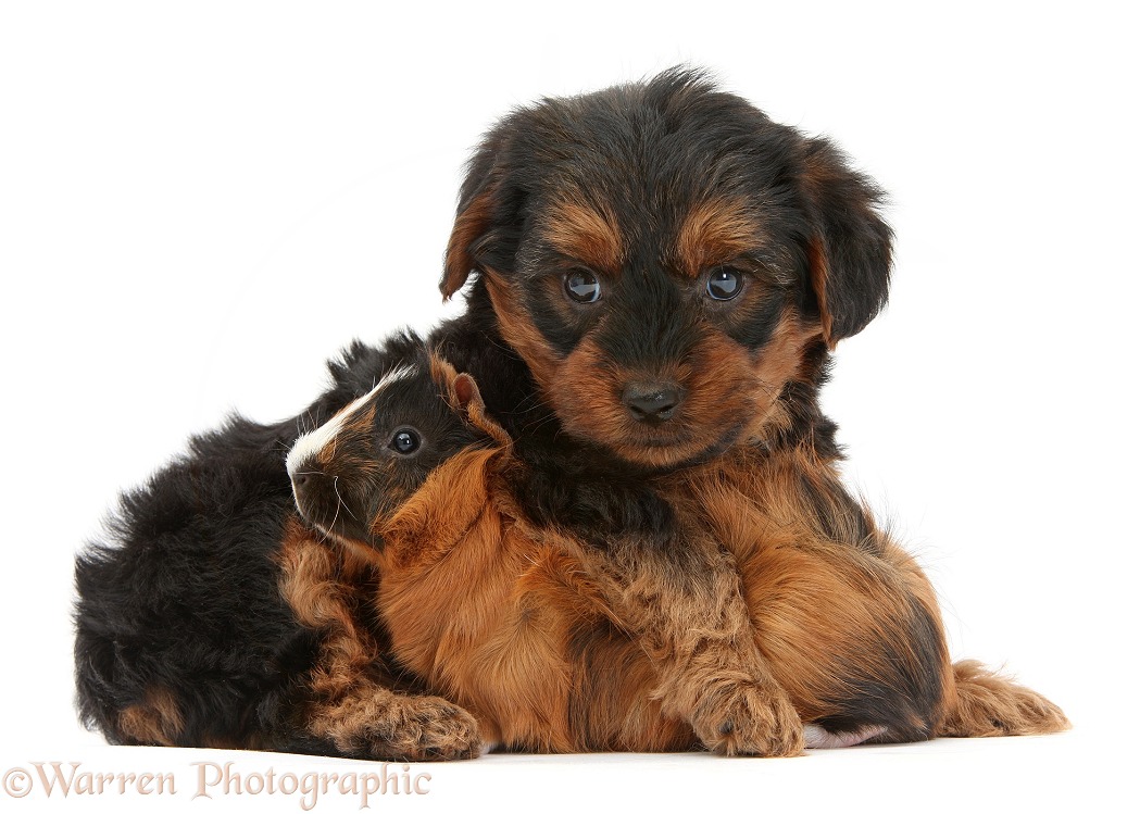 Yorkipoo pup, 6 weeks old, with Guinea pig, white background