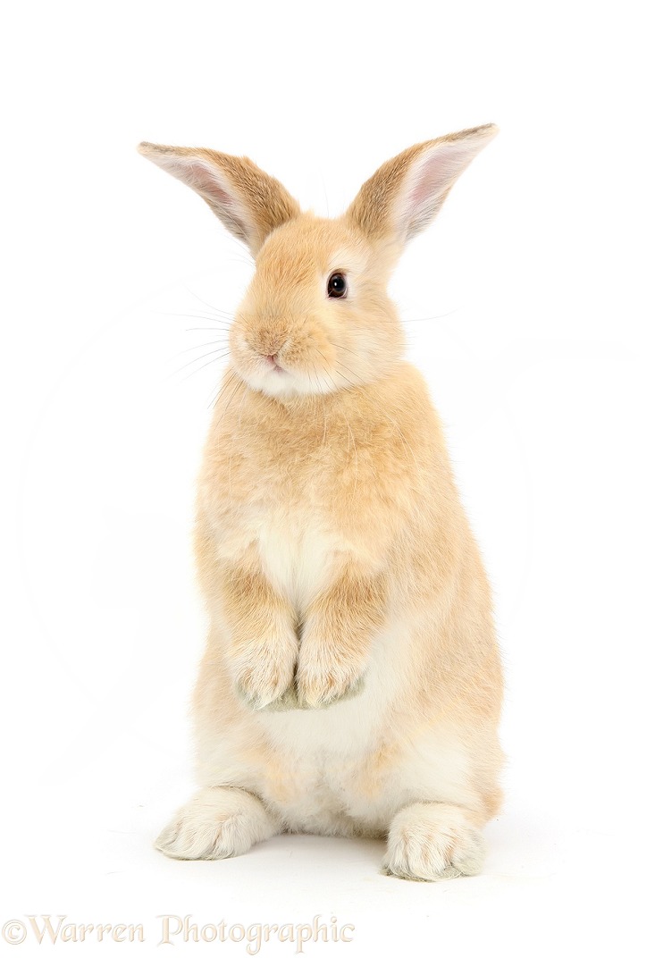 Sandy rabbit standing up, white background
