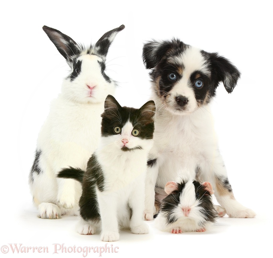 Black-and-white rabbit, Guinea pig, kitten, and Miniature American Shepherd puppy, white background