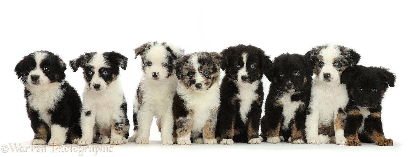 Eight Mini American Shepherd puppies, 7 weeks old, white background