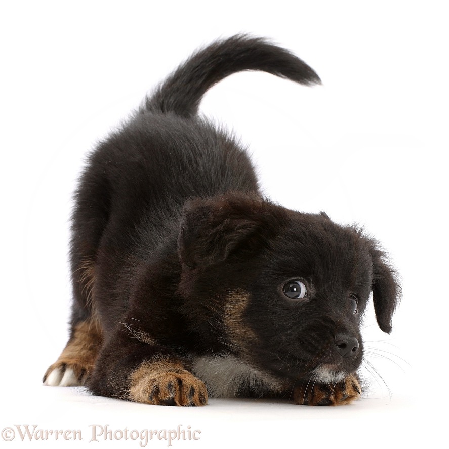 Playful Mini American Shepherd puppy, 7 weeks old, white background