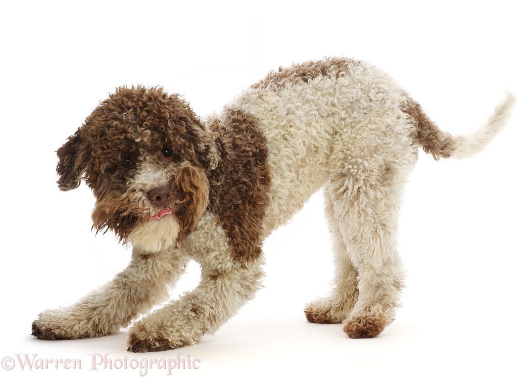 Lagotto Romagnolo in play bow, white background