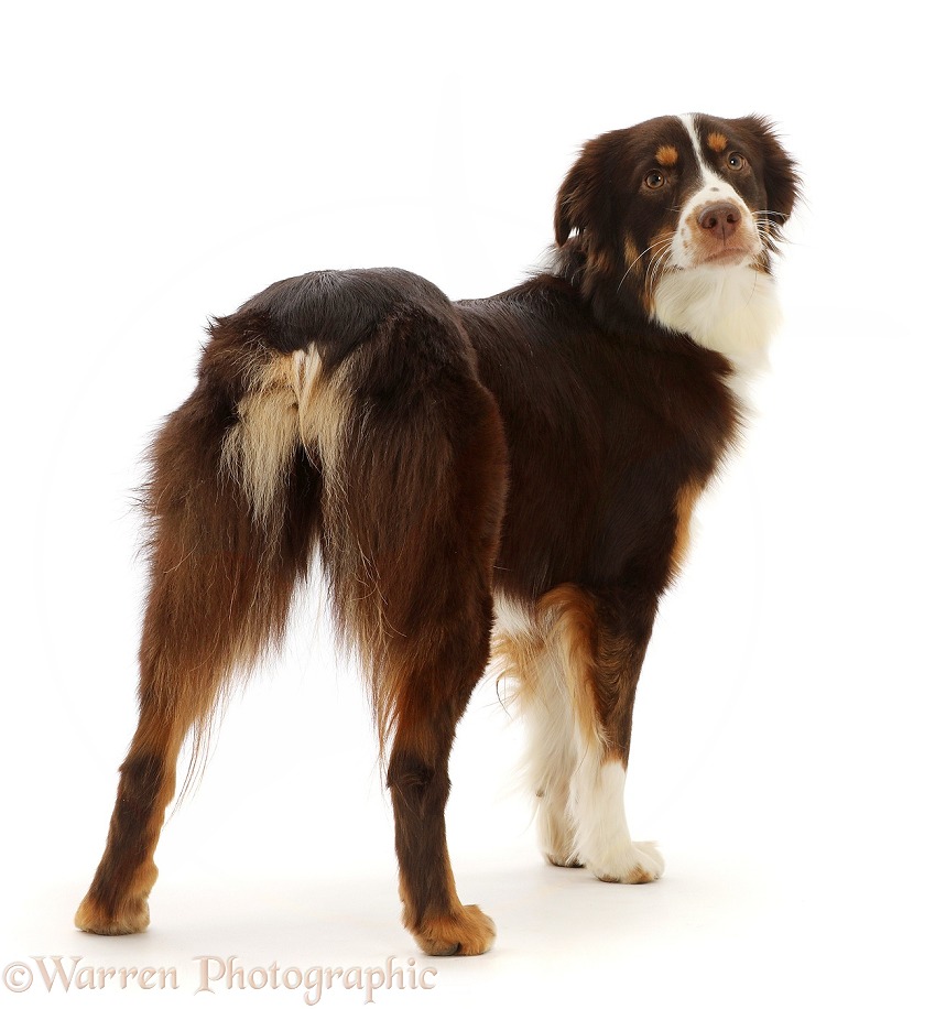 Red tricolour Mini American Shepherd, Polly, 15 months old, looking over her shoulder, white background