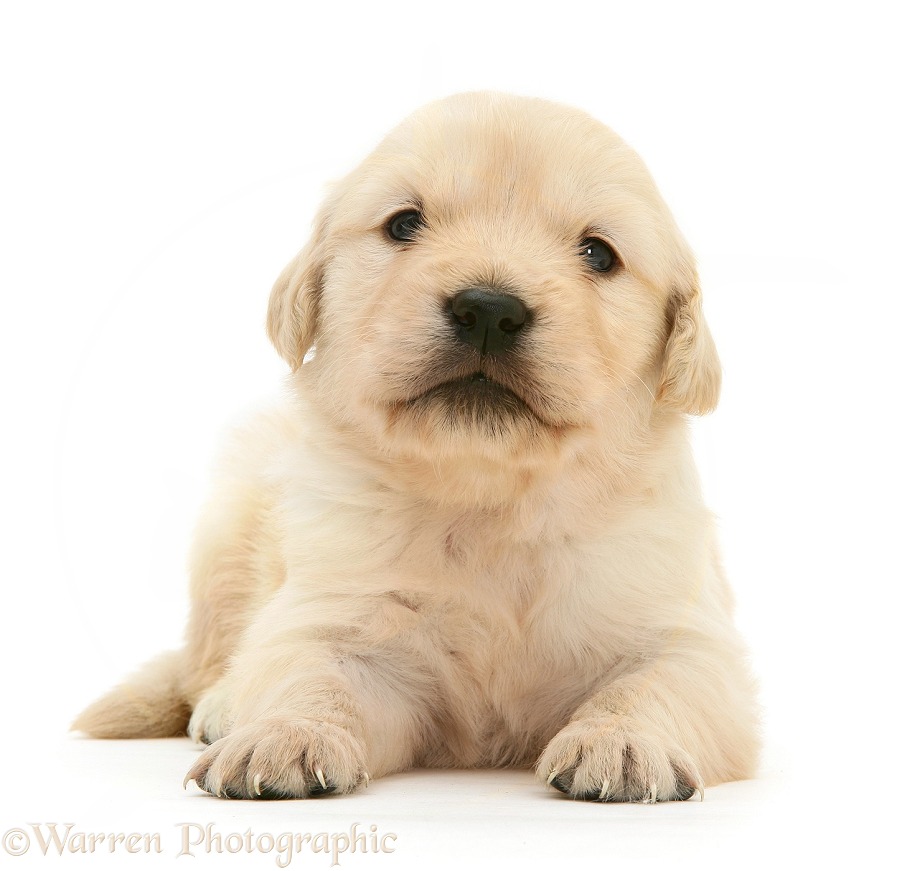 Golden Retriever puppy, 3 weeks old, white background