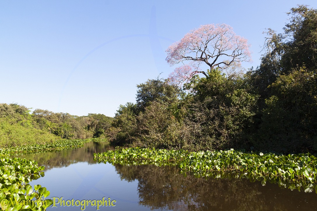 Water Hyacinths (Eichhornia crassipes) along the Miranda River, Pantanal area of Brazil.  Mato Grosso do Sul, Brazil