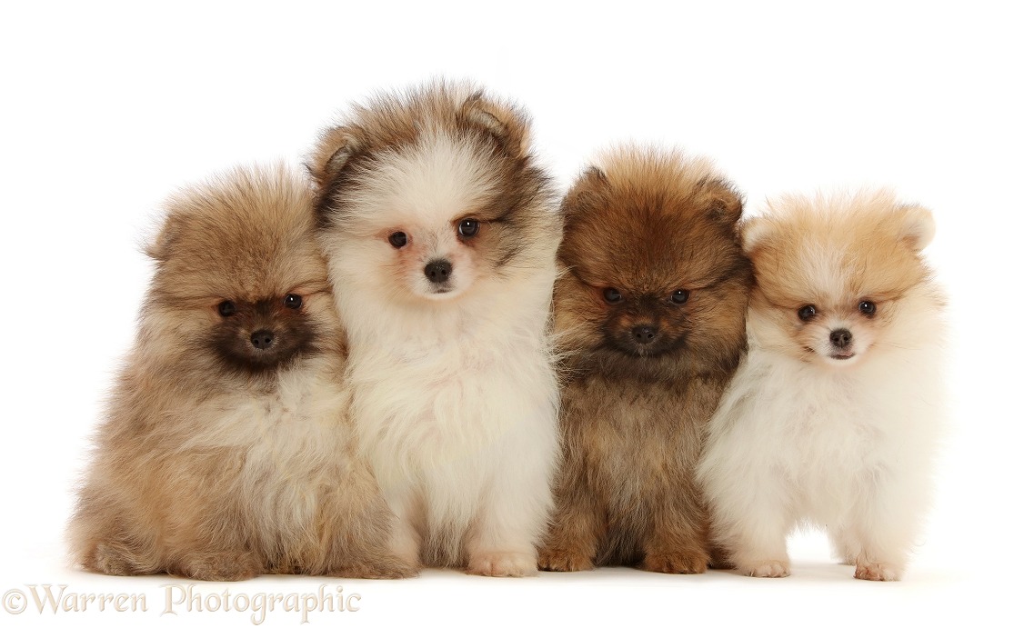 Four Pomeranian puppies in a row, white background