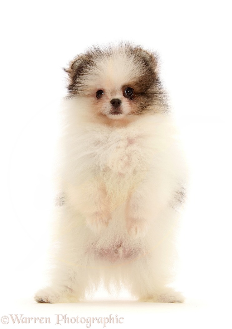 Pomeranian puppy standing up on hind legs, white background