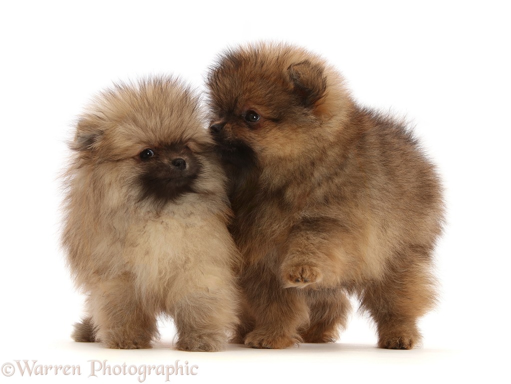 Two Pomeranian puppies, white background